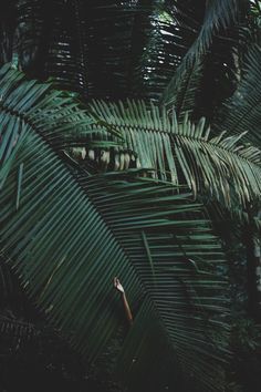 a person standing in the middle of palm trees with their hand up to her face