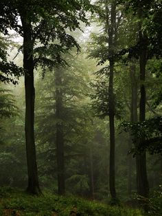 a forest filled with lots of green trees and tall trunks covered in foggy mist