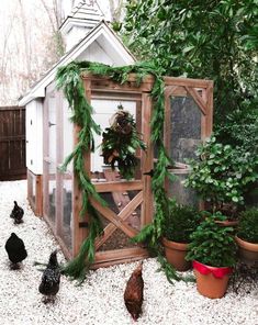 chickens are walking around in the gravel near a small chicken house and potted plants