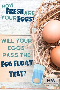 three eggs in a nest with the words, how fresh are your eggs? will your eggs pass the egg float test?