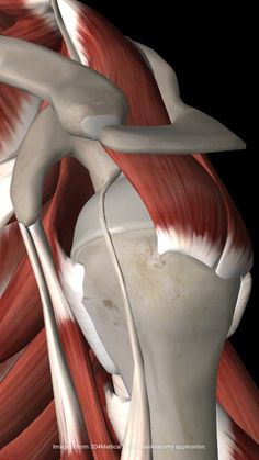 The Rotator Cuff Screams, “Don’t Do This Exercise!” – Simply Senior Fitness: Your Personal Trainer For The Quality of Your Life Punkty Spustowe, Rotator Cuff Exercises, Rotator Cuff Tear, Medical Anatomy, Rotator Cuff, Shoulder Muscles