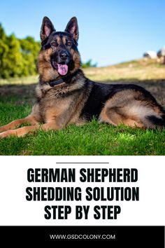 German Shepherd shedding solutions German Shepherd Training Tips Teaching, Grooming German Shepherd, German Shepherd Grooming, Dogs Tattoo Ideas, Dog Ear Tattoo, Dog Line Art Tattoo, Gsd Training