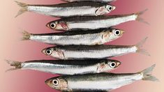 five fish are lined up in a row on a pink and white background, with the bottom one showing