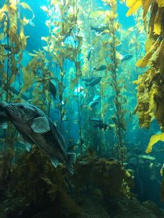 a large fish swimming in an aquarium filled with plants and other things to see on the water