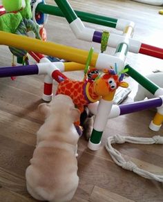 a dog playing with toys on the floor in front of a child's play gym