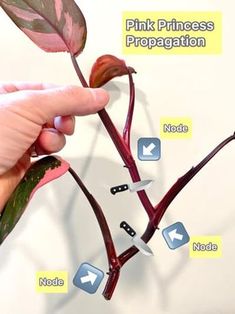 How To Propagate Pink Princess, Repotting Pink Princess Philodendron, Propagating Pink Princess, Pink Princess Propagation, Propagating Philodendron, Philodendron Propagation, Propagate Philodendron, Pink Princess Plant, Propagate In Water