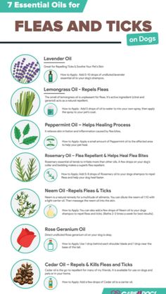 the 7 essential oils for fleas and ticks on dog's ears info