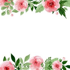 pink roses and green leaves on a white background