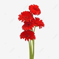 three red flowers in a vase on a white background