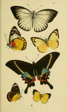 four different butterflies are shown in this antique book page, one is yellow and the other is black