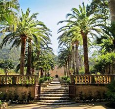 palm trees line the walkway leading up to an outdoor area with stone steps and railings