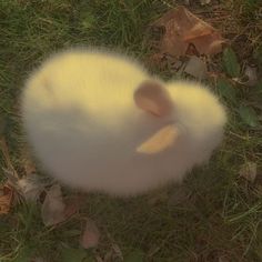 a white fluffy animal laying on top of grass