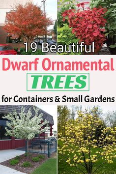 Trees For Small Front Yards, Low Growing Trees For Front Of House, Shrub Trees Landscaping, Trees For Flower Beds, Plants For Driveway, Container Trees Outdoors, Medium Trees For Backyard, Landscape Bushes Around House, Small Decorative Trees For Landscaping