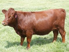 a brown cow standing on top of a lush green field