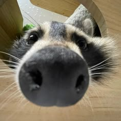 a close up view of a dog's nose looking at the camera