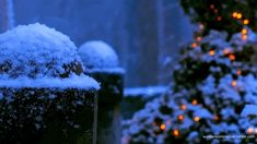 the snow is piled on top of the planters in front of the christmas tree