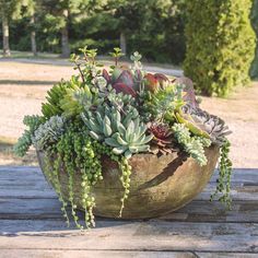 a potted plant sitting on top of a wooden table