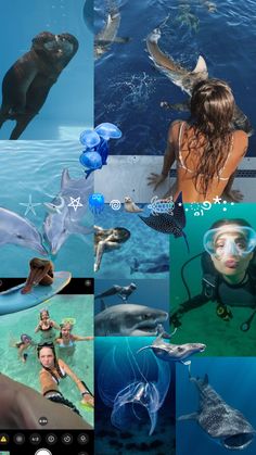 the collage shows various images of people swimming in water with dolphins and other animals