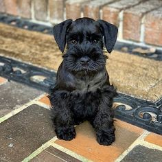 a small black dog sitting on top of a tiled floor