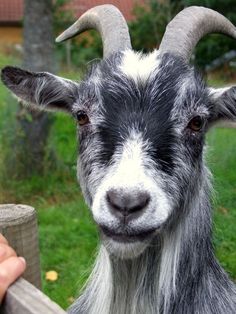 a close up of a goat near a person's hand on a fence post