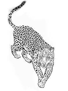 a black and white drawing of a cheetah on the prowls side