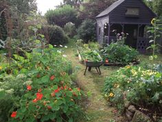 the garden is full of flowers and plants