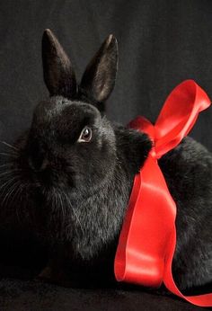 a black rabbit with a red ribbon around its neck on a black background in front of the camera