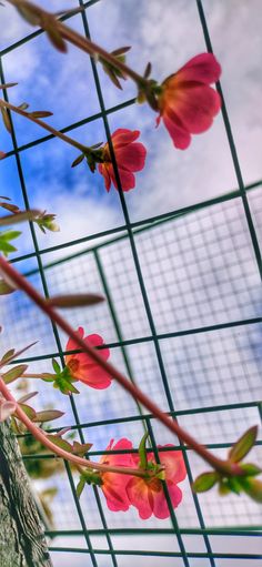 pink flowers growing on the side of a wire fence with blue sky and clouds in the background