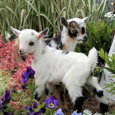 two baby goats standing next to each other in a field with flowers and grass behind them