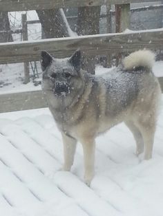 a dog standing in the snow next to a fence