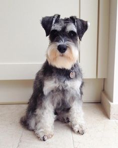 a small gray and white dog sitting in front of a door