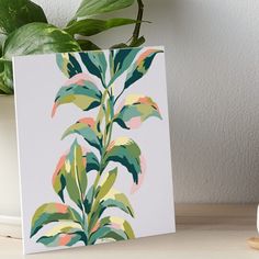 a plant with green and pink leaves on a white background art boarder next to a potted plant