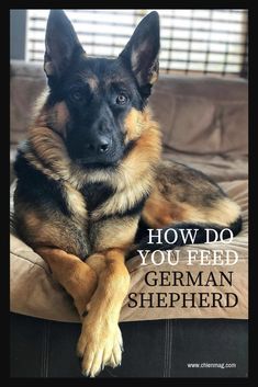 a german shepherd laying on top of a dog bed with the words how do you feed?