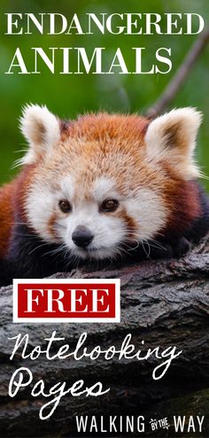 a red panda sitting on top of a tree branch with the words free notebooking pages