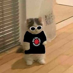 a small dog wearing sunglasses and a t - shirt that says, i don't care