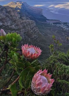 pink flowers on the side of a mountain with ocean in the backgrounnd