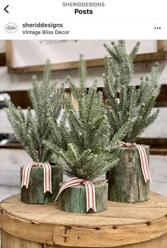 three small evergreen trees in wooden containers with bows tied around the top and ribbons on them