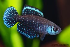 a black and blue fish with white dots on it's body in an aquarium