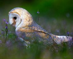 an owl is sitting in the middle of purple flowers and grass with its eyes open