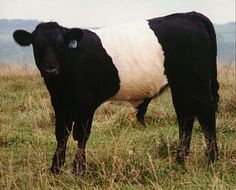 a black and white cow standing on top of a grass covered field