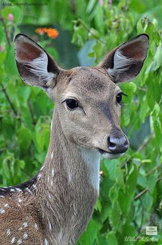 a close up of a deer with trees in the background and bushes to the side