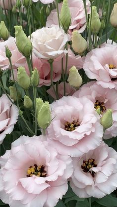 pink flowers are blooming in the garden