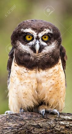 an owl sitting on top of a tree branch with its eyes wide open and yellow - eyed