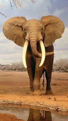 an elephant standing next to a body of water with its tusks spread out