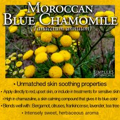 Blue Chamomile, Chamomile Essential Oil, Moroccan Blue, Body And Soul, Tea Tree, Aromatherapy, Essential Oil, How To Use