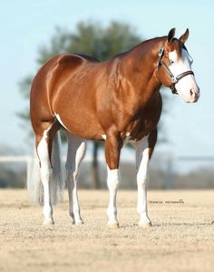 a brown and white horse standing on top of a dry grass covered field with trees in the background