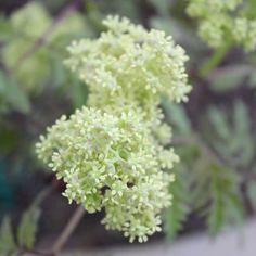 some white flowers with green leaves in the background