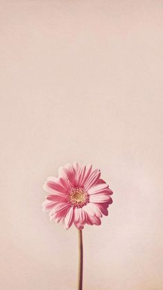 a single pink flower in a vase with water on the bottom and an empty wall behind it