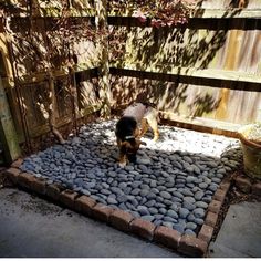 a dog is standing on some rocks in the yard