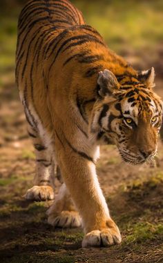 a tiger walking across a dirt field next to grass and dirt covered ground with trees in the background